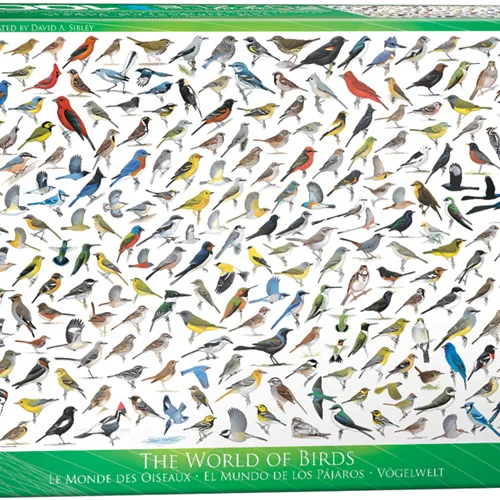 The World of Birds