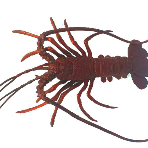 فیگور حیوان دریایی «شاه میگو، لابستر » M6033